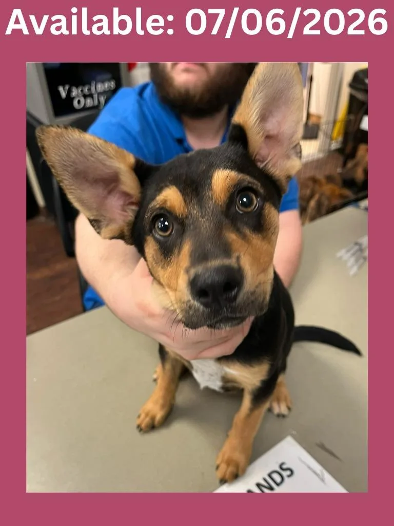 A baby medium-sized female Cattle Dog dog named Dog Kennel for adoption in Greenville, TX