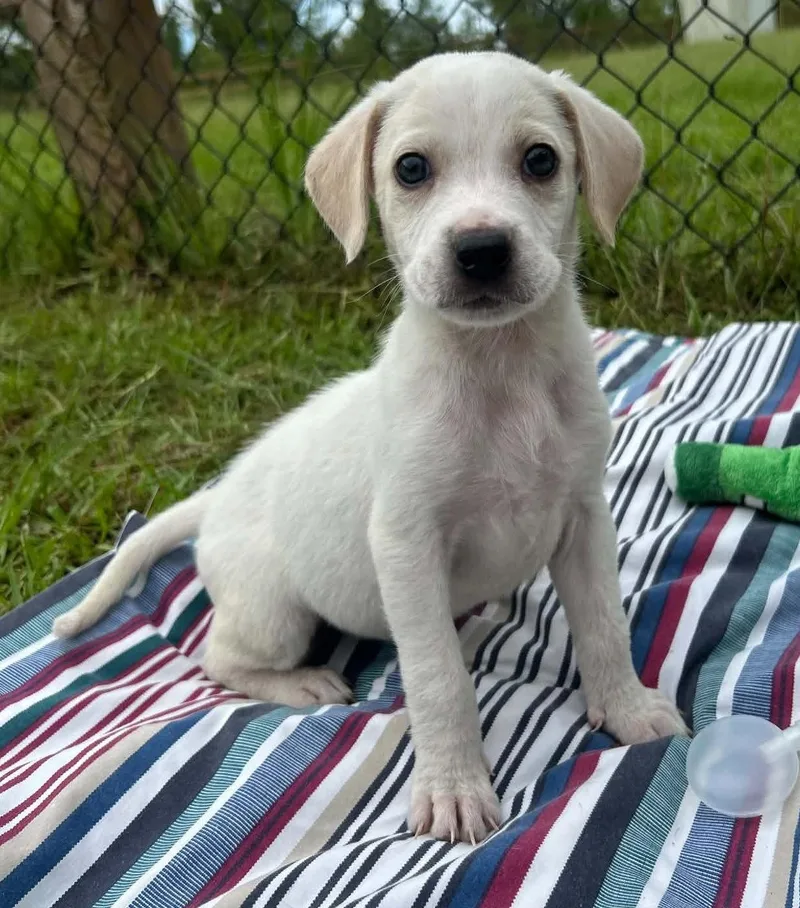 A baby medium-sized female Labrador Retriever dog named Lilith for adoption in Tarrytown, GA