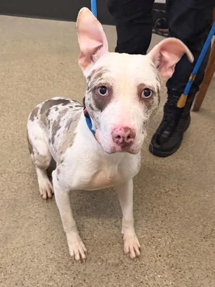 A baby medium-sized female White / Cream Pit Bull Terrier dog named Sunflower for adoption in Cleveland, OH
