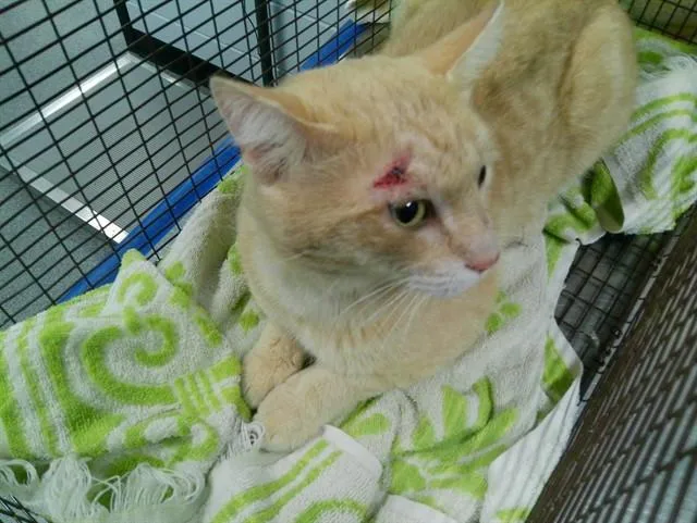 A young medium-sized male Domestic Short Hair cat named Ruddy for adoption in Kalamazoo, MI
