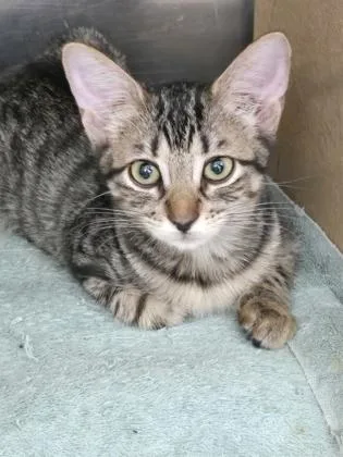 A young small-sized female Domestic Short Hair cat named Axelina for adoption in River Ridge, LA