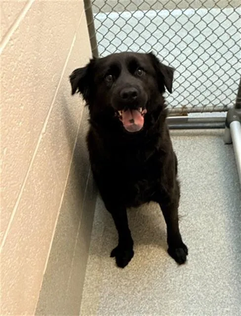A young medium-sized female Flat-Coated Retriever dog named Katie for adoption in Statesville, NC