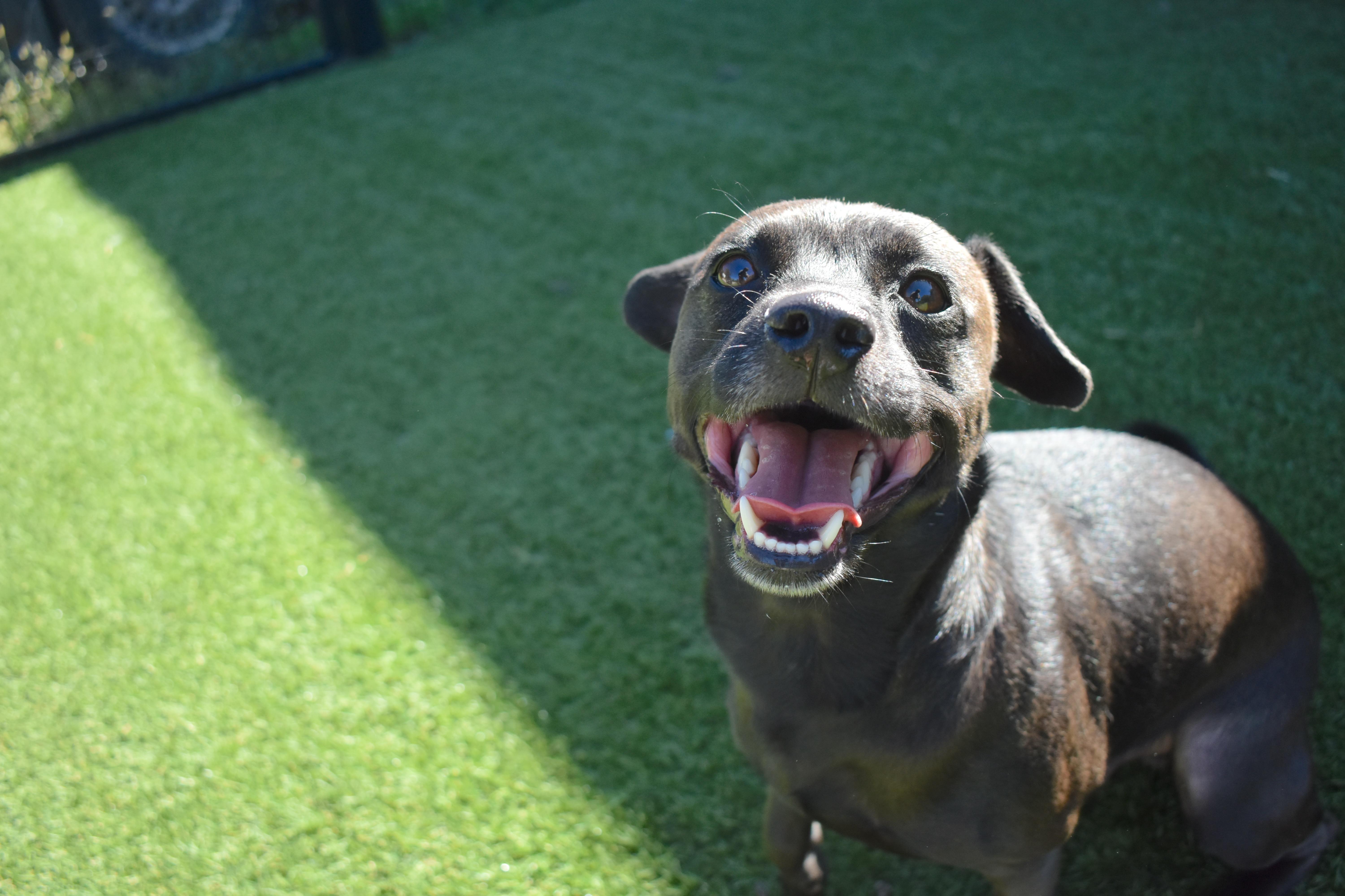 A young medium-sized male Dachshund dog named Gibby for adoption in Auburn, NE