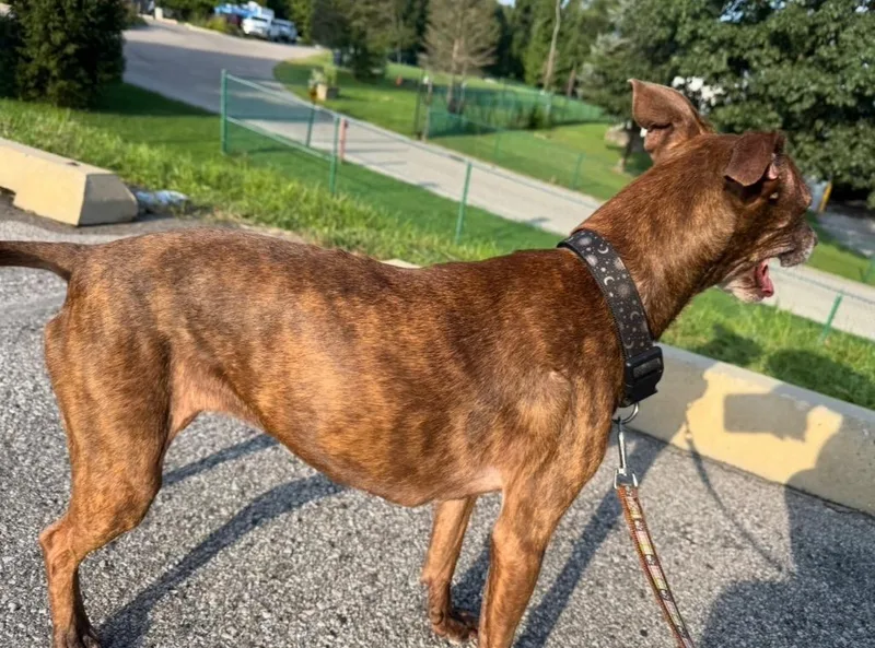 A senior medium-sized female Pit Bull Terrier dog named Ruby Tuesday for adoption in Bloomington, IN