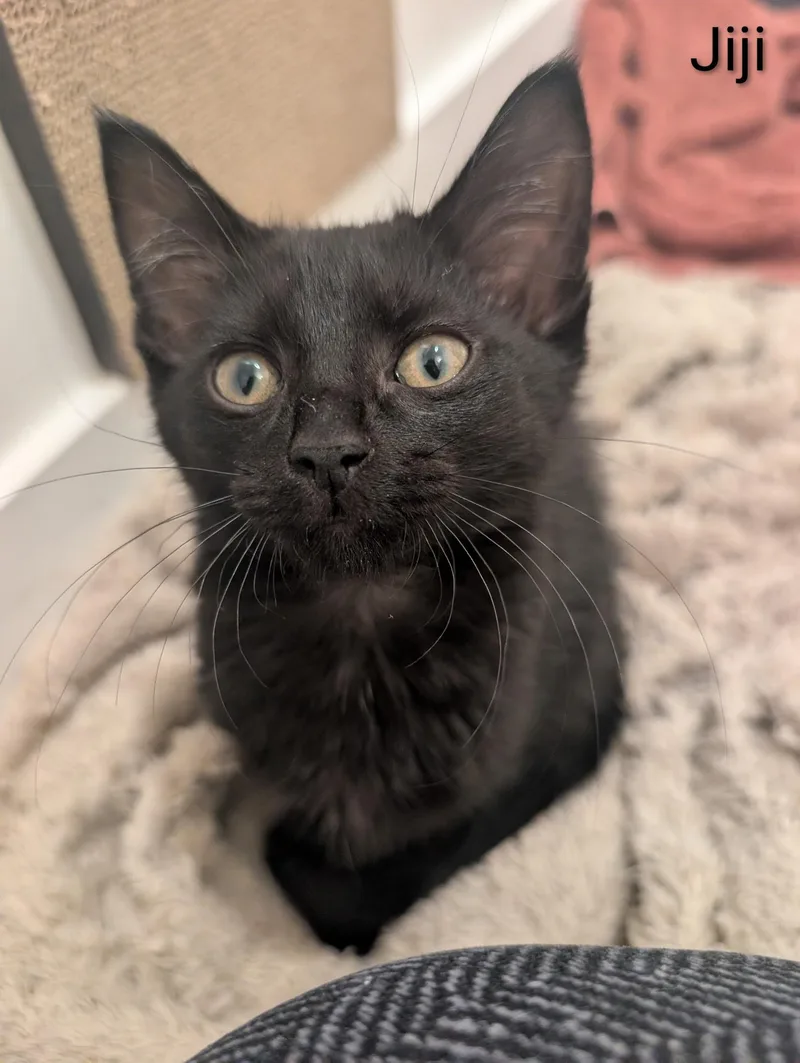 A baby small-sized male Black Domestic Short Hair cat named Jiji for adoption in Indianapolis, IN
