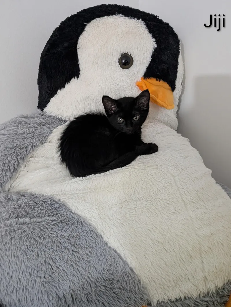 Jiji thumbnail 2