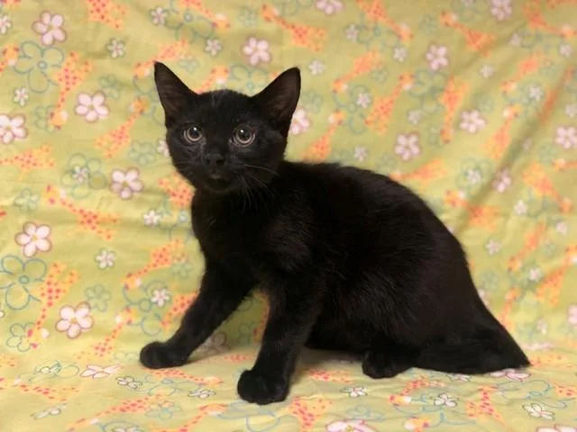 A baby small-sized male Domestic Short Hair cat named Skip for adoption in Fairfield, CA