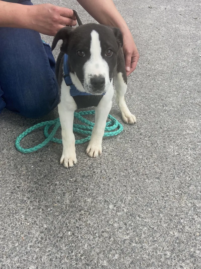 Reggie Dolittle thumbnail 2