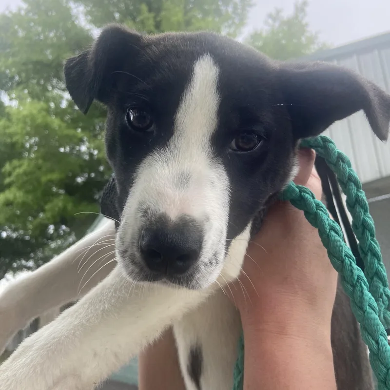 A baby medium-sized male White / Cream Labrador Retriever dog named Reggie Dolittle for adoption in Andover, MA