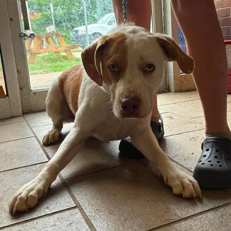 Notorious D.O.G. Stray Hold