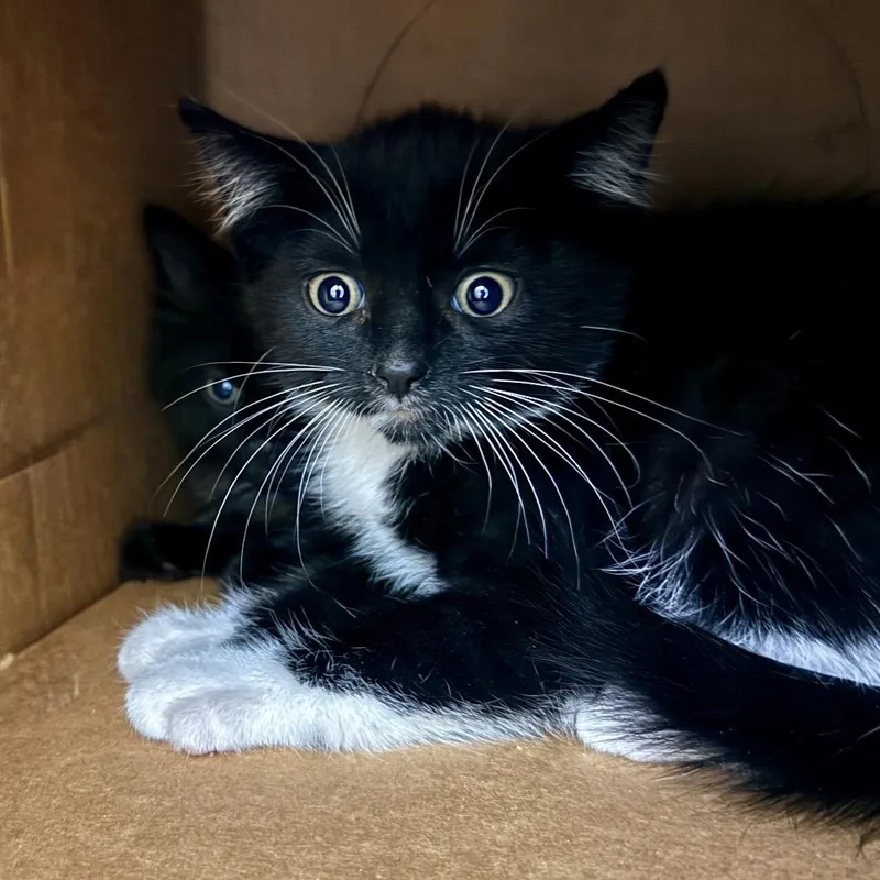 A baby small-sized male Black Domestic Short Hair cat named Chartreuse for adoption in Palm Springs, CA