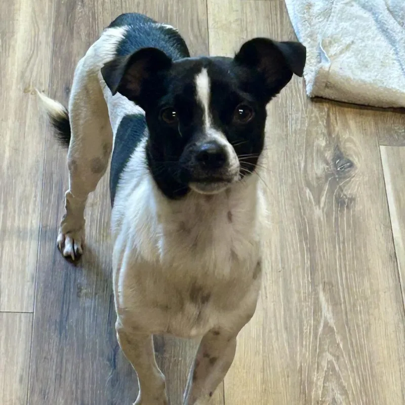 A young small-sized male Black Mixed Breed dog named Buster for adoption in Rockville, MD