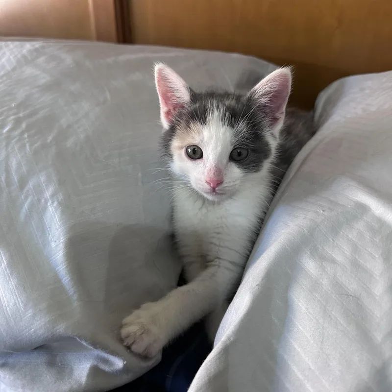 Claudia C thumbnail 2