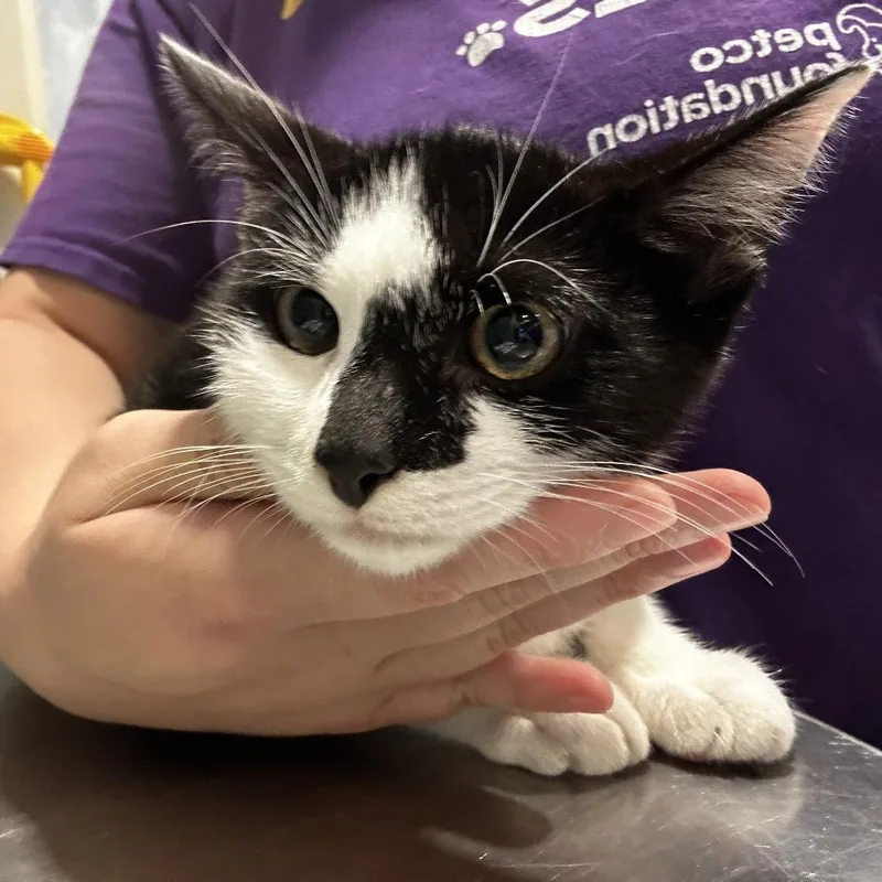 A baby small-sized male Black Domestic Short Hair cat named Kubo for adoption in Chattanooga, TN