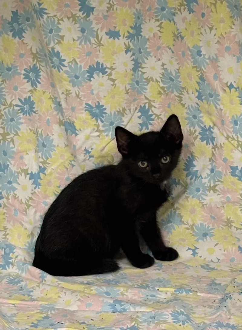 A baby small-sized male Black Domestic Short Hair cat named Hammer for adoption in Shepherdsville, KY