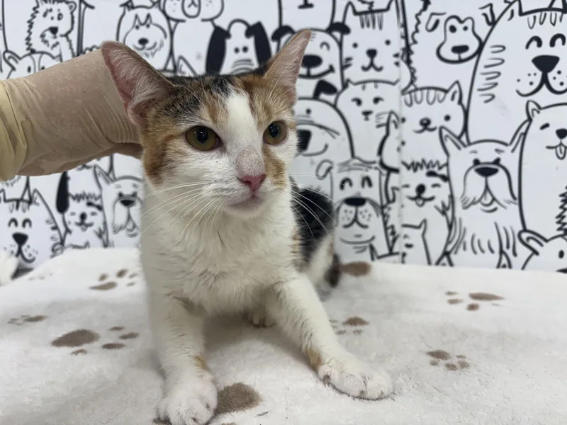 A young medium-sized female Domestic Short Hair cat named Pumpkin for adoption in San Pedro, CA