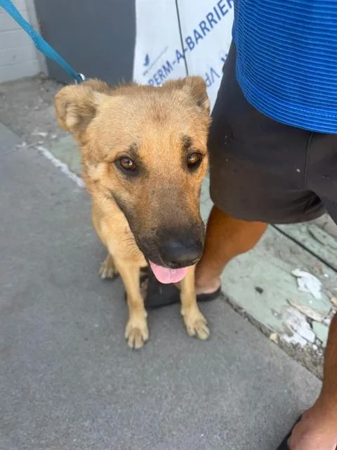 A young small-sized male German Shepherd Dog dog named Hexxus for adoption in Stockton, CA