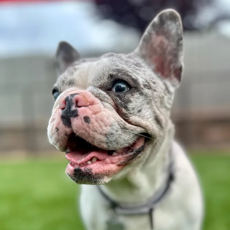 Harley