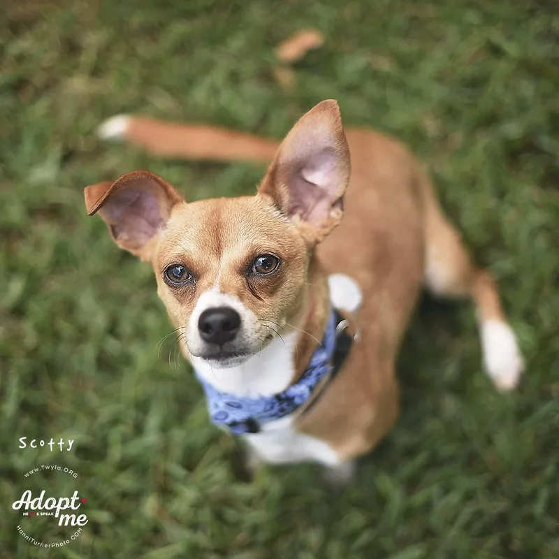 An adult small-sized male Golden Chihuahua dog named Scotty for adoption in Kingwood, TX