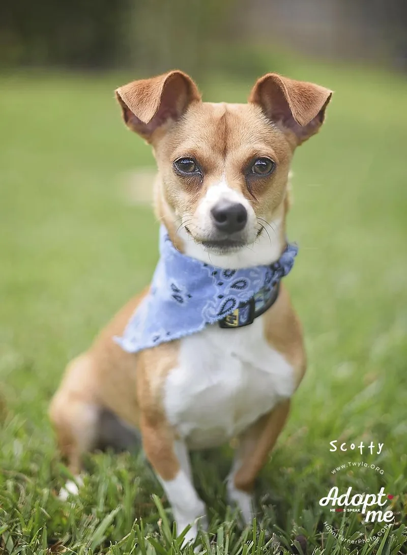 Scotty thumbnail 2