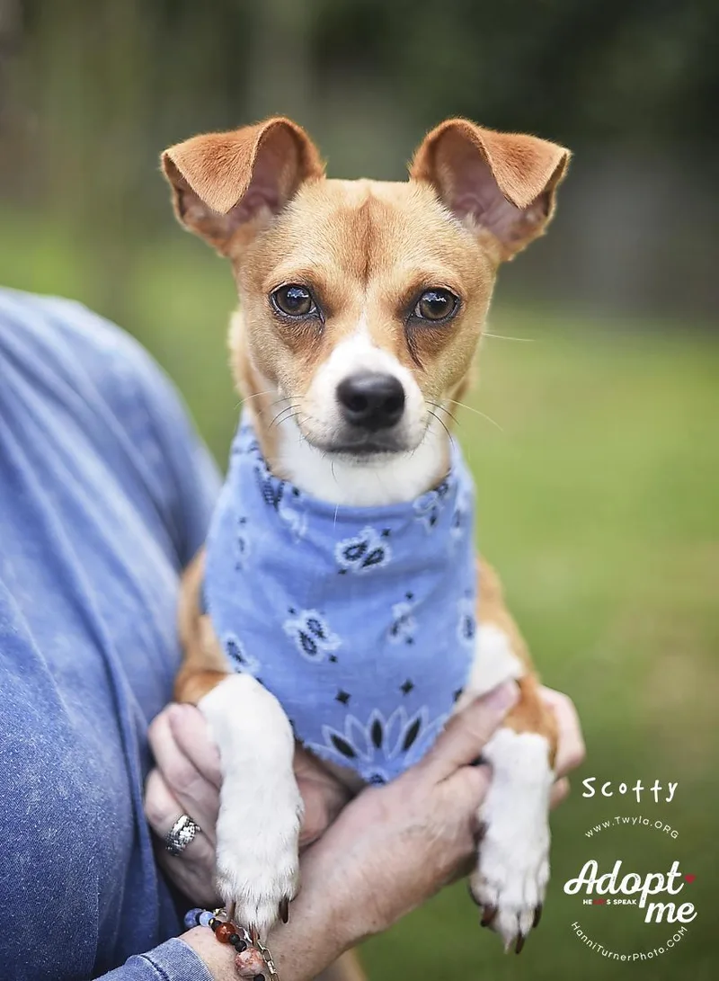 Scotty thumbnail 5
