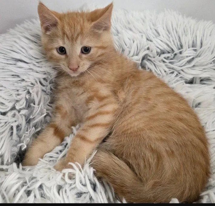 A young medium-sized male Domestic Short Hair cat named Jett for adoption in Rochester, NY
