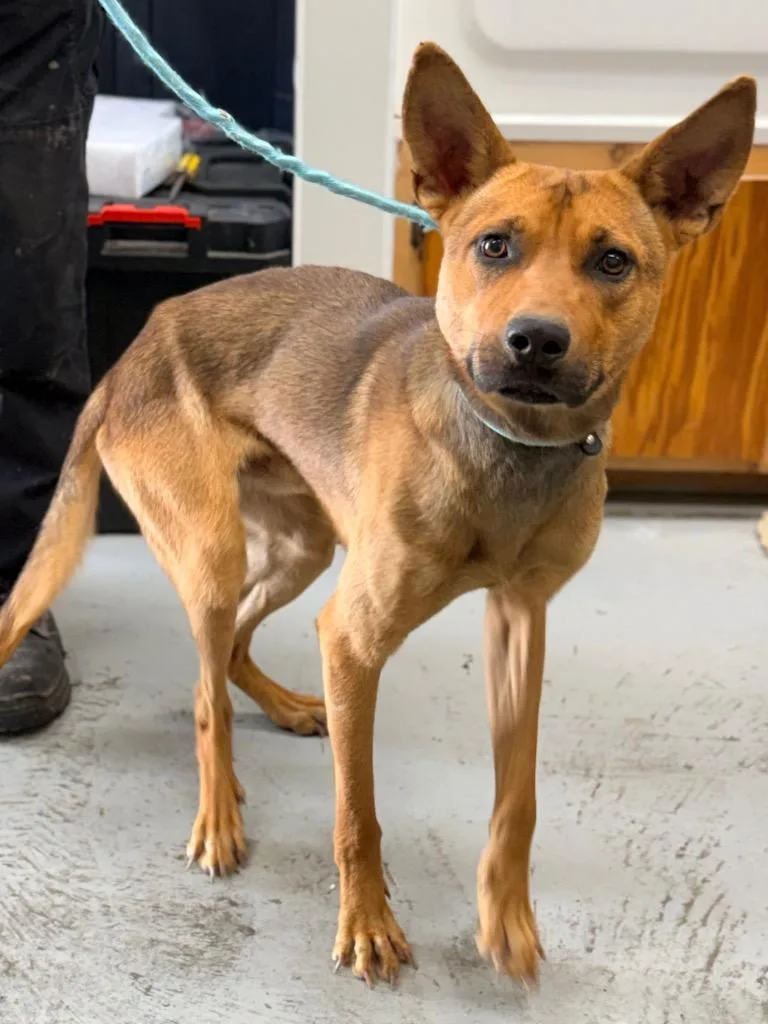 A young medium-sized male Shepherd dog named Valor for adoption in North Vernon, IN