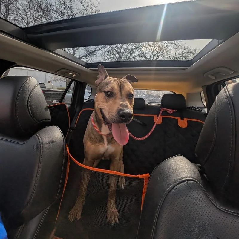 Waffles ~ Coming Soon!!! thumbnail 2