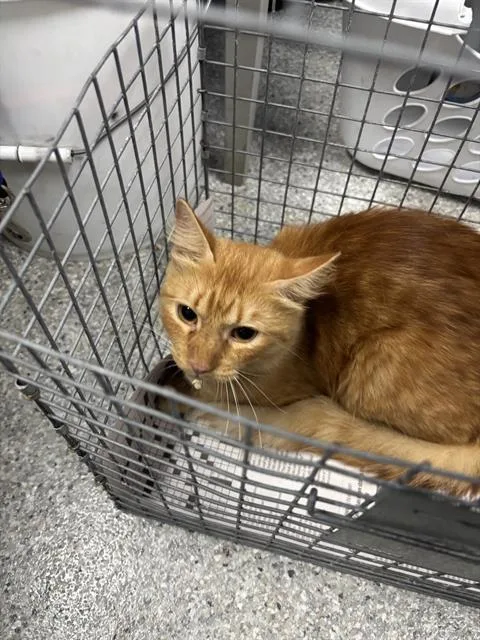 A young large-sized male Domestic Medium Hair cat named Feild for adoption in Pasadena, TX