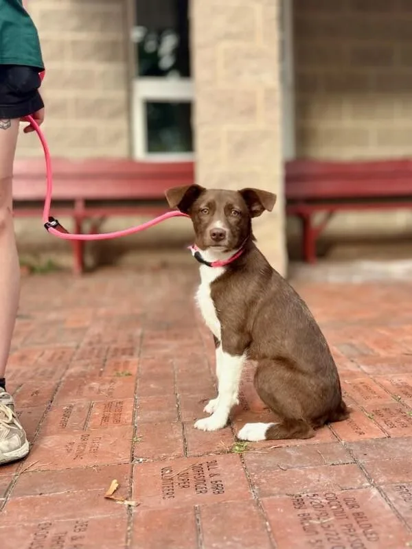 A young medium-sized female Brown / Chocolate Mixed Breed dog named Iris for adoption in Wooster, OH