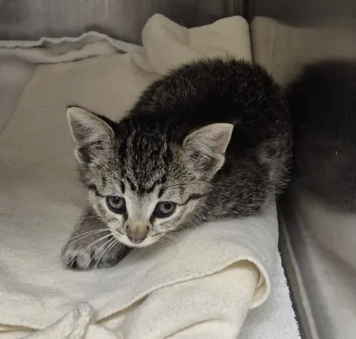 A baby small-sized female Domestic Short Hair cat named Morta for adoption in Decatur, IL