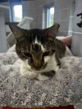 An adult small-sized male Domestic Short Hair cat named Nicky for adoption in Madison, NJ