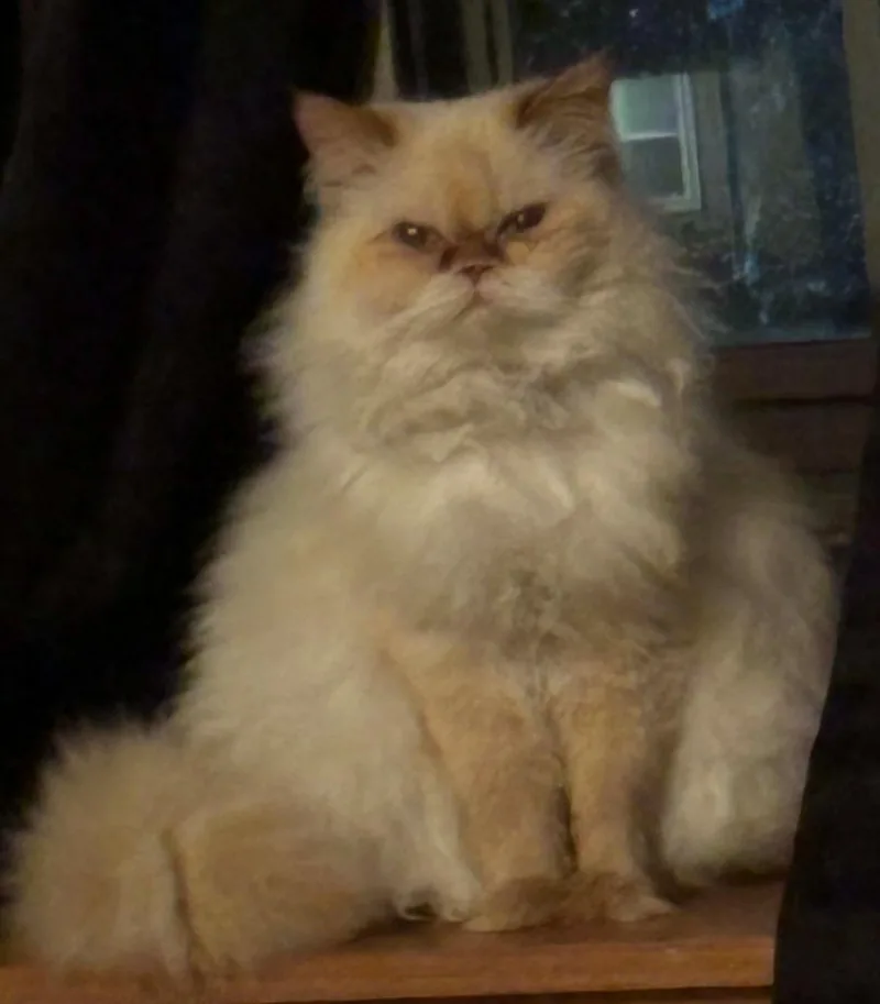 Hazel