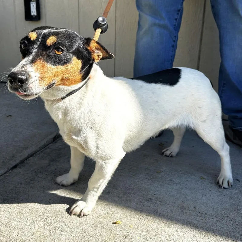 An adult small-sized female White / Cream Rat Terrier dog named Jett for adoption in Warrensburg, MO