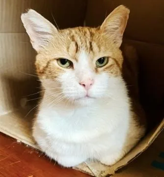 An adult large-sized male Orange & White Tabby cat named Mango for adoption in Philadelphia, PA