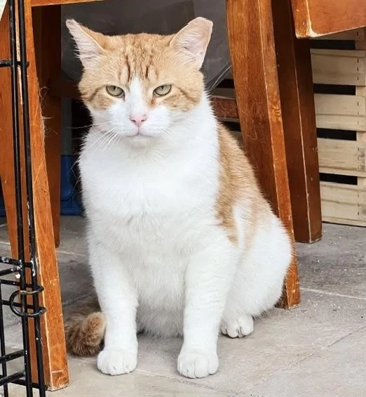 Mango thumbnail 5
