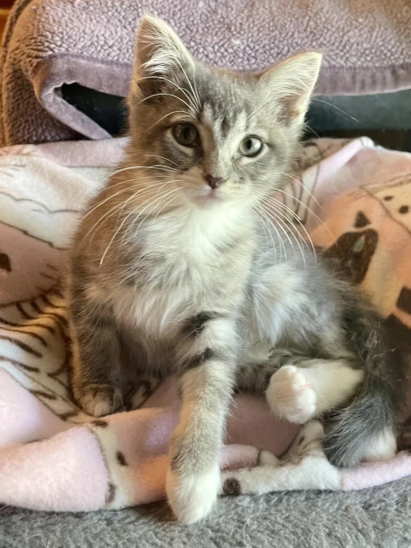 A baby small-sized female Gray / Blue / Silver Domestic Short Hair cat named Kimi for adoption in Belvidere, IL