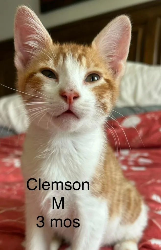 A baby small-sized male Domestic Short Hair cat named Clemson for adoption in Darien, GA