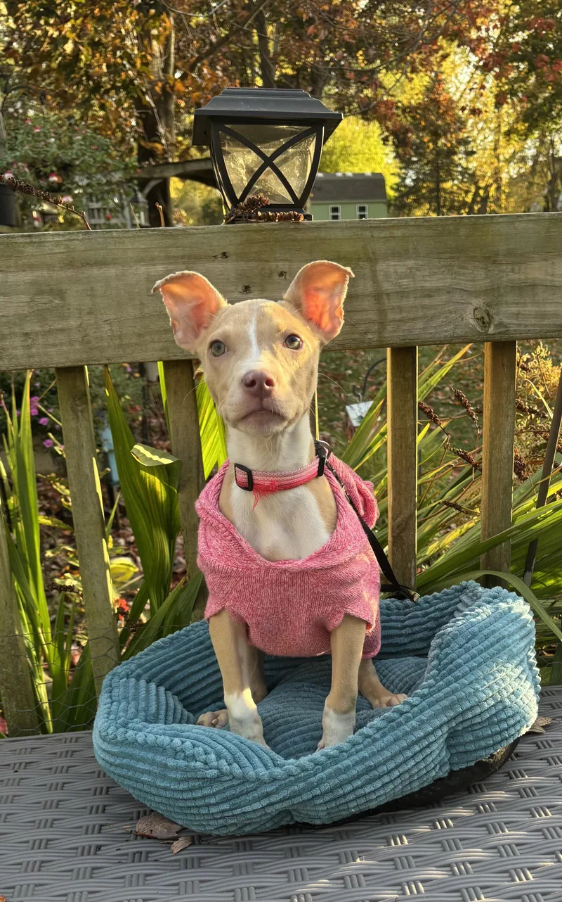 Piglet thumbnail 2