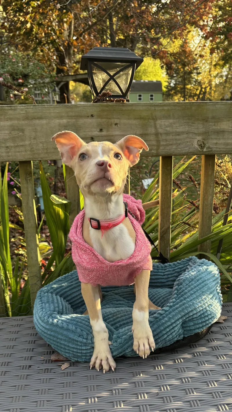 Piglet thumbnail 4