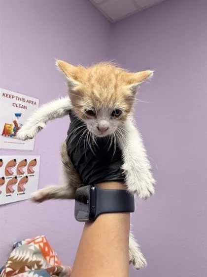 A baby medium-sized female Orange / Red Domestic Medium Hair cat named 61055670 for adoption in El Paso, TX