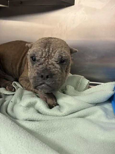 A young large-sized male French Bulldog dog named Yoda for adoption in Ocala, FL