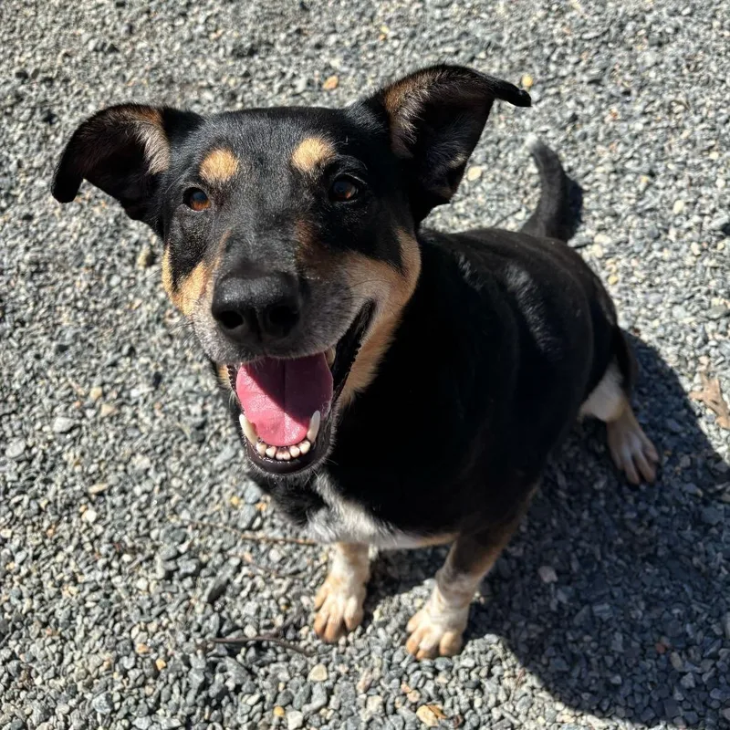 A senior large-sized male Black Mixed Breed dog named Louie for adoption in Fredericksburg, VA