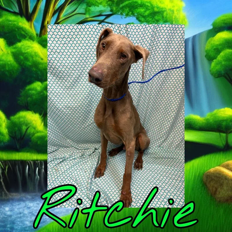An adult large-sized male Yellow / Tan / Blond / Fawn Doberman Pinscher dog named Ritchie for adoption in Royse City, TX