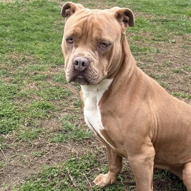 A young large-sized female American Bulldog dog named Joy for adoption in Easton, MD