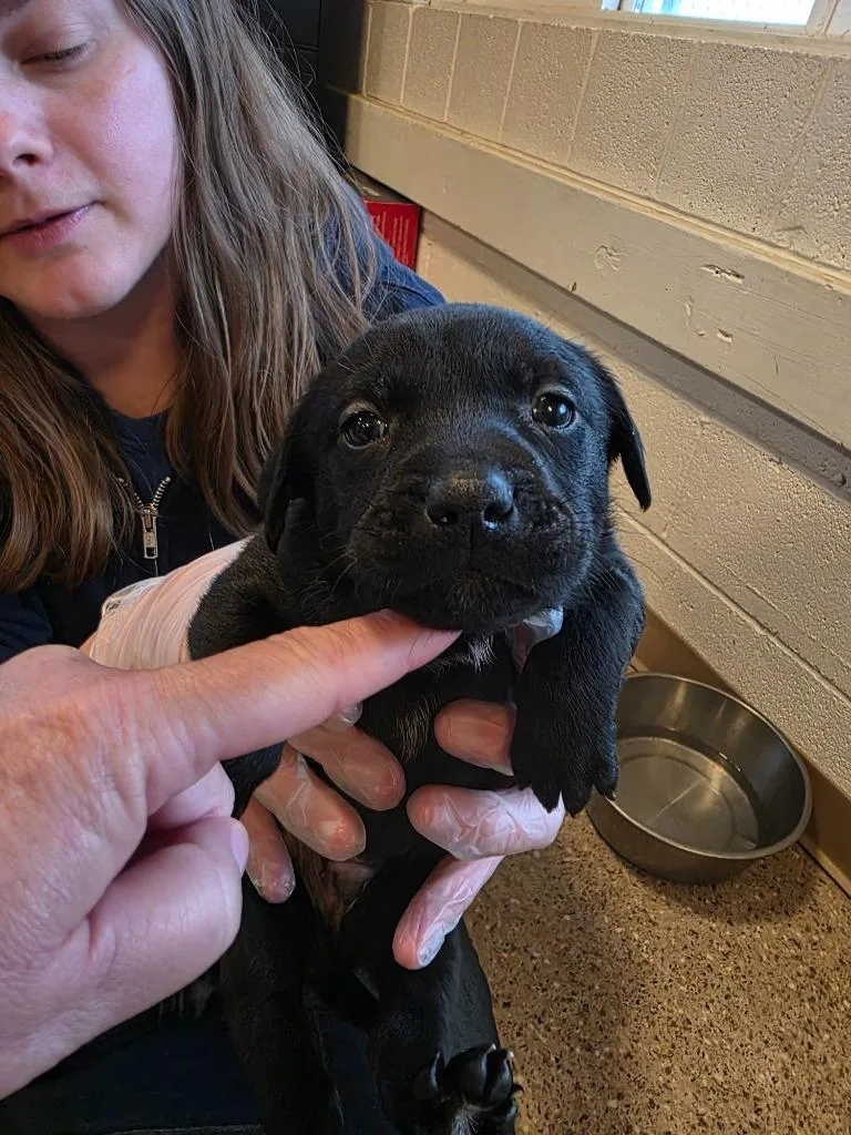 A baby medium-sized male Labrador Retriever dog named Black Jack for adoption in Gold Beach, OR