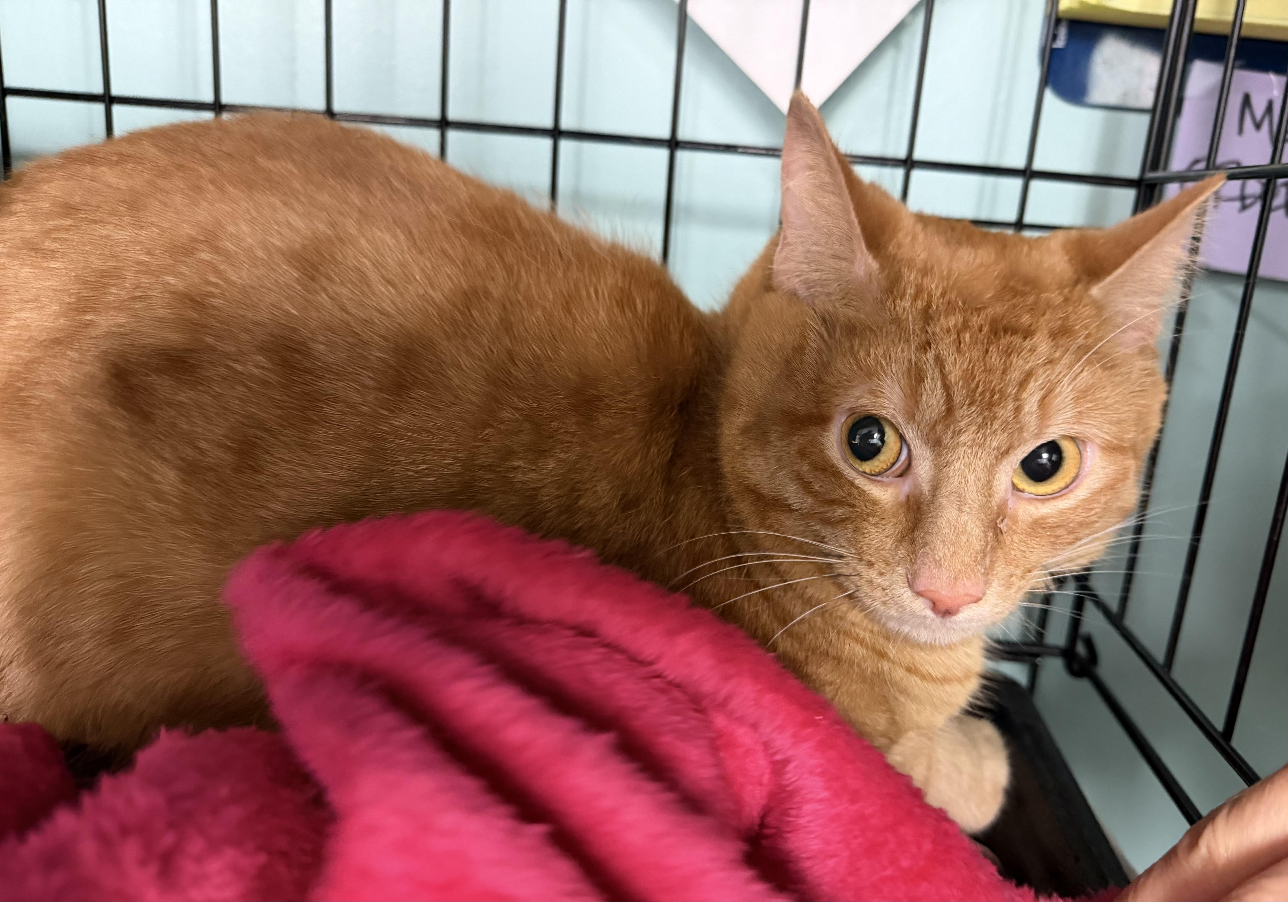 A young medium-sized male Orange / Red Domestic Short Hair cat named Henry for adoption in Hudson, NY