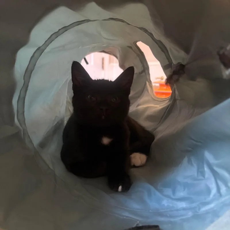A baby small-sized male Black Domestic Short Hair cat named Thomas for adoption in Harrisonburg, VA