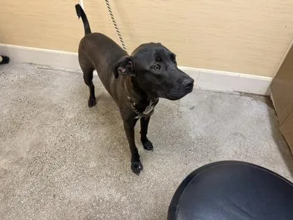 An adult large-sized male Terrier dog named Bonsai for adoption in Honolulu, HI