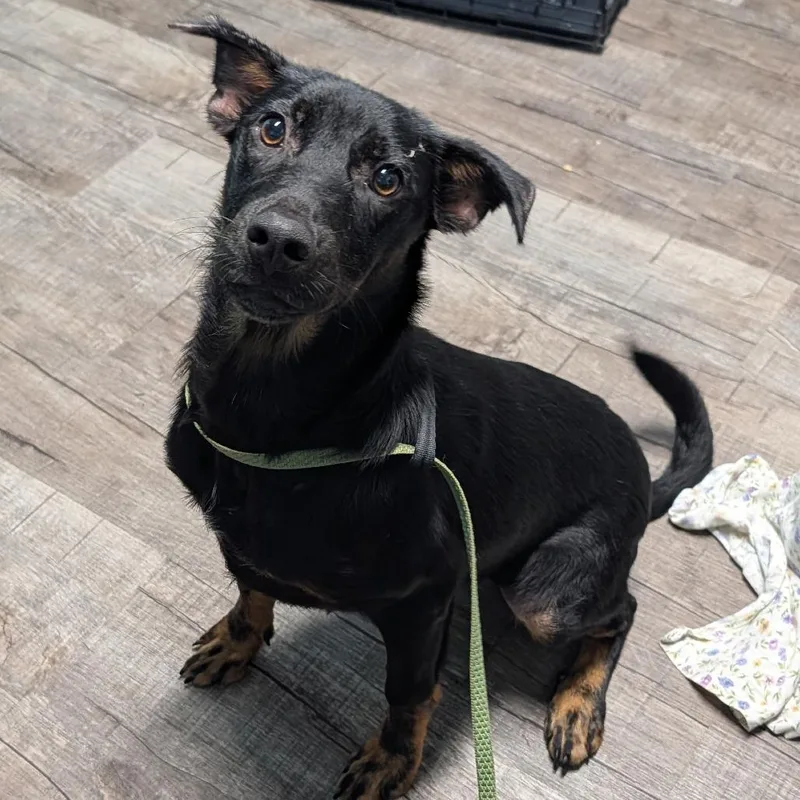 A young small-sized male Shepherd dog named Toby for adoption in Jefferson city, TN